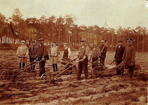 Prace odnowieniowe w Nadleśnictwie Promno  – siew sosny i sadzenie brzozy  – lata 30 .