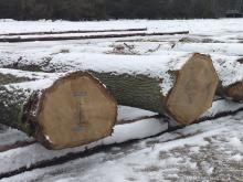 III Submisja Drewna Szczególnego w RDLP w Pile