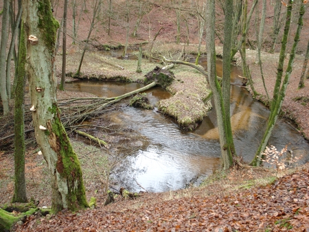 Rezerwat Nad Płociczną, fot. D. Rogala.