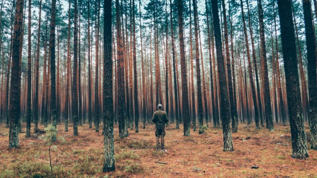 Koronawirus: jak bezpiecznie wybrać się do lasu w czasie epidemii?