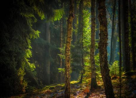 Konkurs fotograficzny „Wyprawa do lasu” rozstrzygnięty