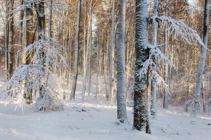 fot&#x2e;Robert&#x20;Antosz&#x2c;Nadleśnictwo&#x20;Okonek