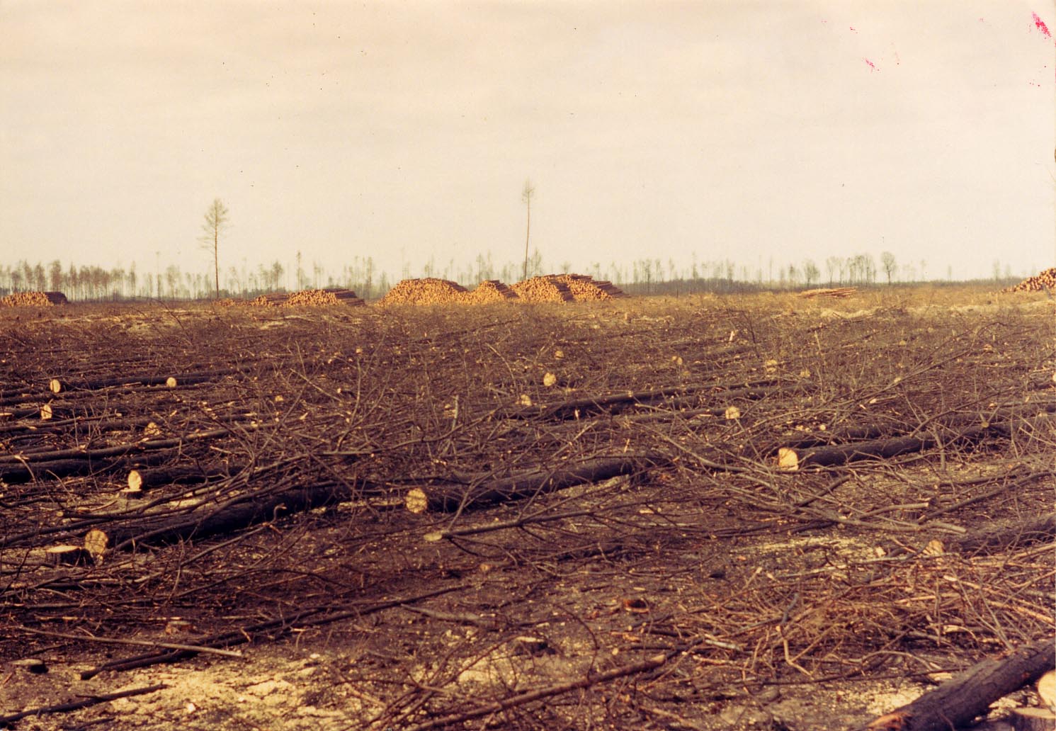 Mija 30 lat od pożaru Puszczy Noteckiej