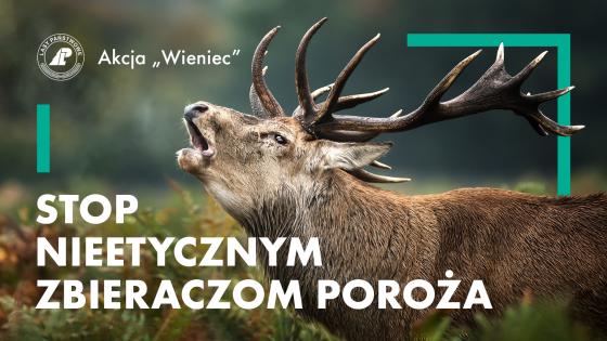 Stop nieetycznym zbieraczom poroży