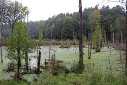 Nagroda&#x20;internautów&#x2e;&#x20;Bagno&#x2e;&#x20;Jędrzej&#x20;Karaszewski&#x2e;