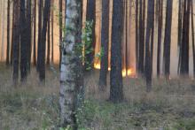 Dużo pożarów w lasach