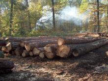 O sprzedaży drewna w Lasach Państwowych
