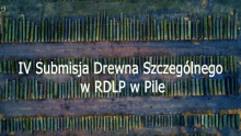 IV Submisja Drewna Szczególnego w RDLP w Pile