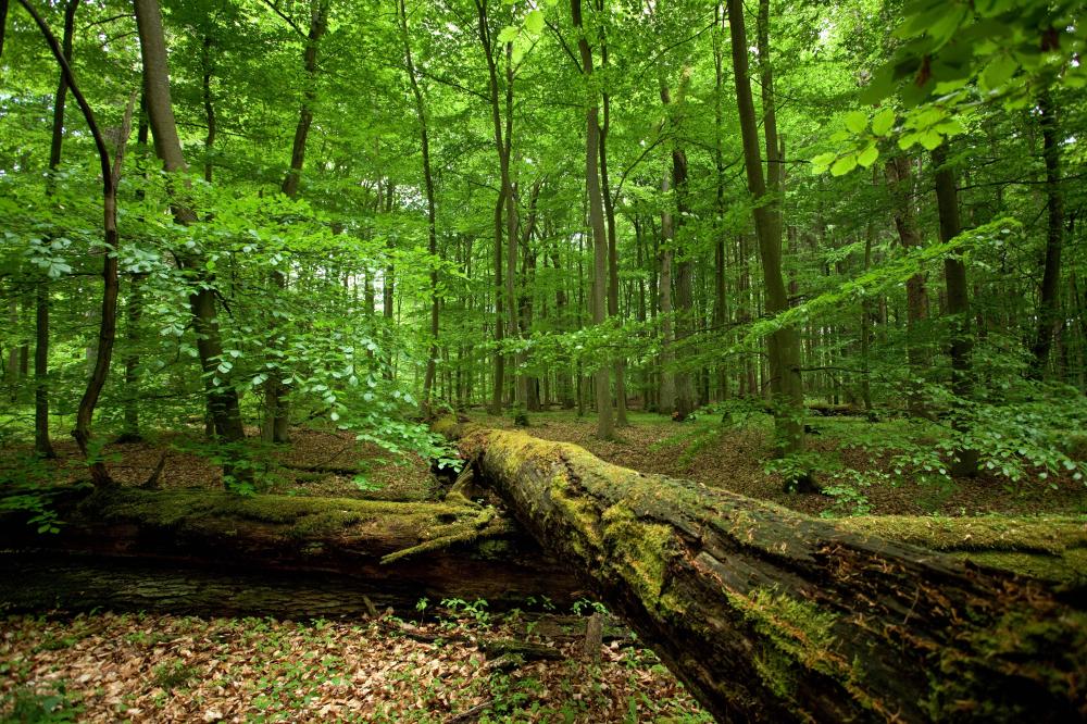Obwieszczenie o wyłożeniu Uproszczonych Planów Urządzania Lasu dla obrębu Gminy Werbkowice.